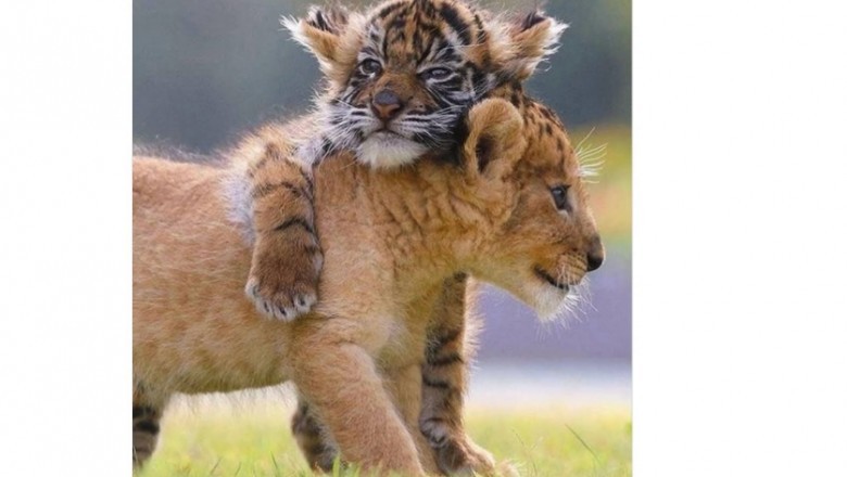 ChatGPT powiedział: Lwiątko i tygrysiątko zostały najlepszymi przyjaciółmi. Niezwykła historia z japońskiego parku safari