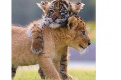 Lwiątko i tygrysiątko zostały najlepszymi przyjaciółmi. Niezwykła historia z japońskiego parku safari