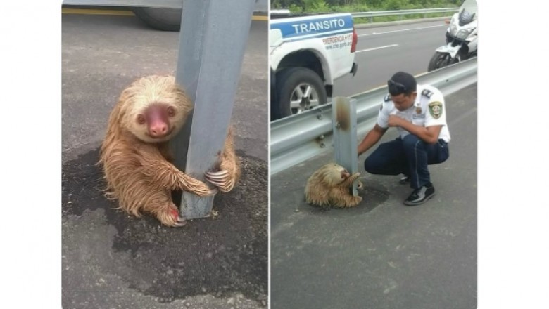 Policjanci z Ekwadoru uratowali przestraszonego leniwca z ruchliwej autostrady. Historia, która podbiła internet