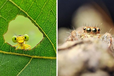 Zdumiewające zdjęcia makro odsłaniają sekretne życie owadów