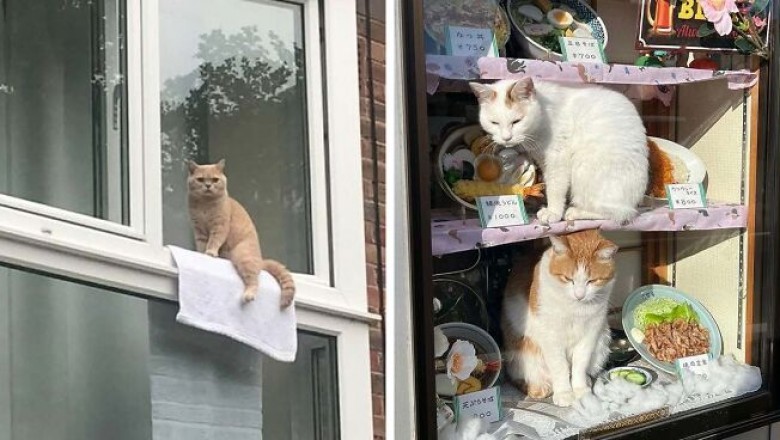 Dostrzegli koty siedzące w naprawdę dziwnych miejscach i musieli zrobić im zdjęcia