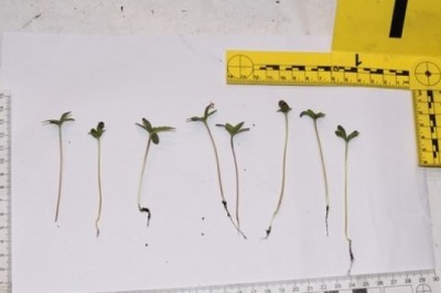 „Ogromna” plantacja marihuany ujawniona przez policjantów z Dębna. Ilości są szokujące