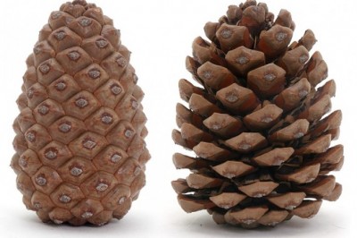 Szyszki działają jak naturalne higrometry. Wystarczy spojrzeć, by wiedzieć, jaka jest wilgotność powietrza