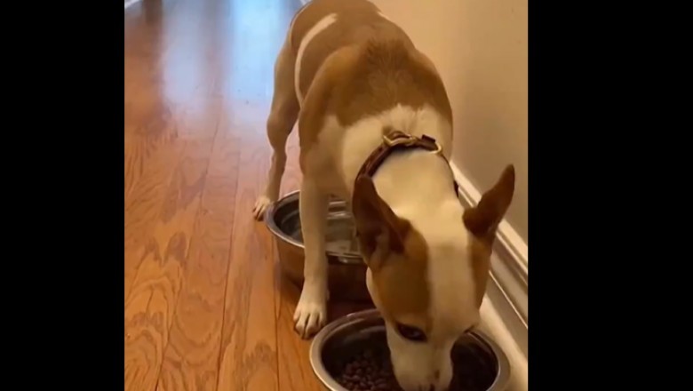 Nic dziwniejszego dzisiaj nie zobaczysz. To nagranie ciężko obejrzeć tylko raz