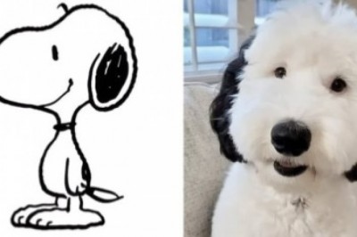 Wygląda jak Snoopy, ale to prawdziwy pies. Bayley podbija internet