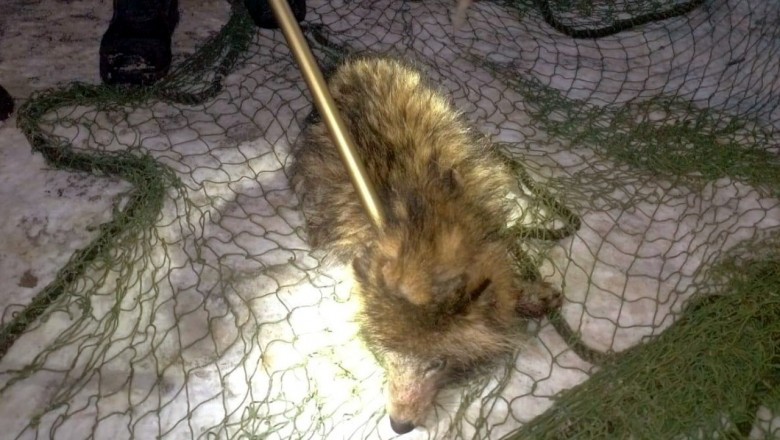 Kobieta myślała, że znalazła zbłąkanego psa, okazało się, że to JENOT. Policja opublikowała nagranie