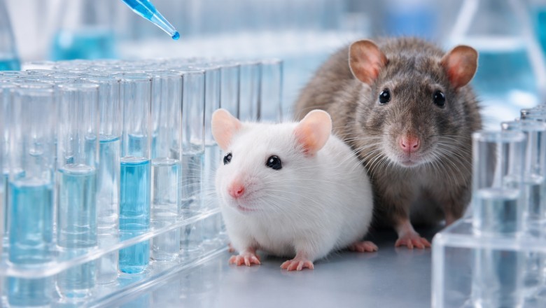 EPA i naukowcy PETA ratują ponad tysiąc zwierząt dzięki nowemu podejściu do testów chemicznych