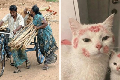 „Ważne zdjęcia zwierzaków” to zbiór fotografii przecudownych zwierząt różnych gatunków.