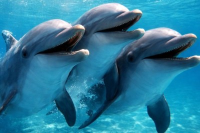 Ponadczasowa przyjaźń w oceanie. Samce delfinów potrafią tworzyć „sojusze” na lata
