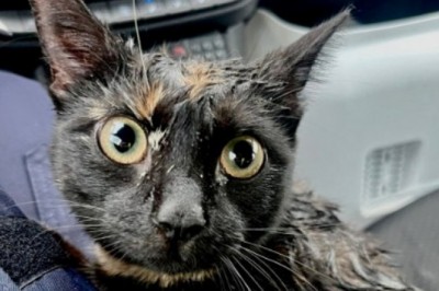 Wypadek pod Reczem, policjanci zaopiekowali się czworonożnym uczestnikiem zdarzenia