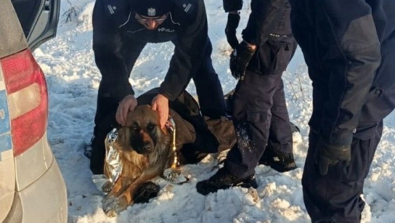 Policjanci uratowali psa, który przymarzł do pobocza.  Opublikowali zdjęcia z interwencji.
