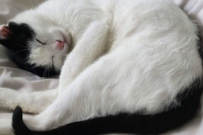 Matka nagrywała, jak 7-latka krzywdzi kota. Sąd wydał wyrok w głośnej sprawie