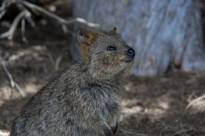 Uśmiechnięty egoista z antypodów: Prawdziwe oblicze qokki