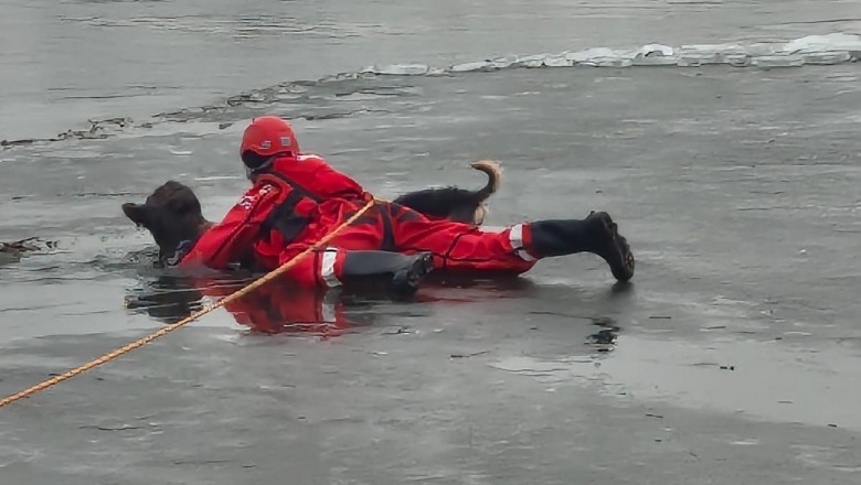 Strażacy ratowali owczarka z lodowej pułapki na Odrze. Jego mniejszy przyjaciel był przy nim do końca
