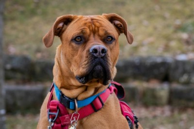 Prawie 60 tys. złotych będzie musiał zapłacić właściciel psa który pogryzł dziecko