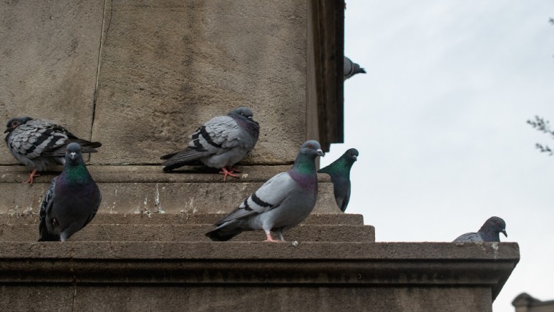 Kraków wprowadza antykoncepcję dla gołębi. Ma to ograniczyć liczbę ptaków