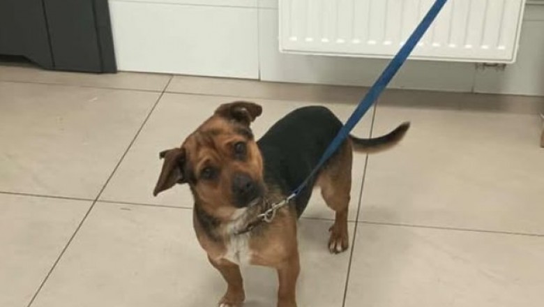 Pierwsze w Polsce becikowe na psa. Mieszkańcy gminy Sońsk otrzymają 1500 zł za przygarniętego psa