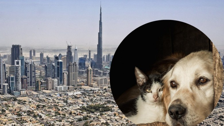 Influencerzy i bogaci turyści uciekali z Dubaju. Po ich wyjeździe zostały porzucone zwierzęta