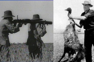 W 1932 roku Australia wypowiedziała wojnę ptakom emu i ją przegrała.