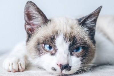 Właściciel kota w Szwecji ma obowiązki zapisane w prawie. Za zaniedbanie grozi grzywna, a nawet więzienie